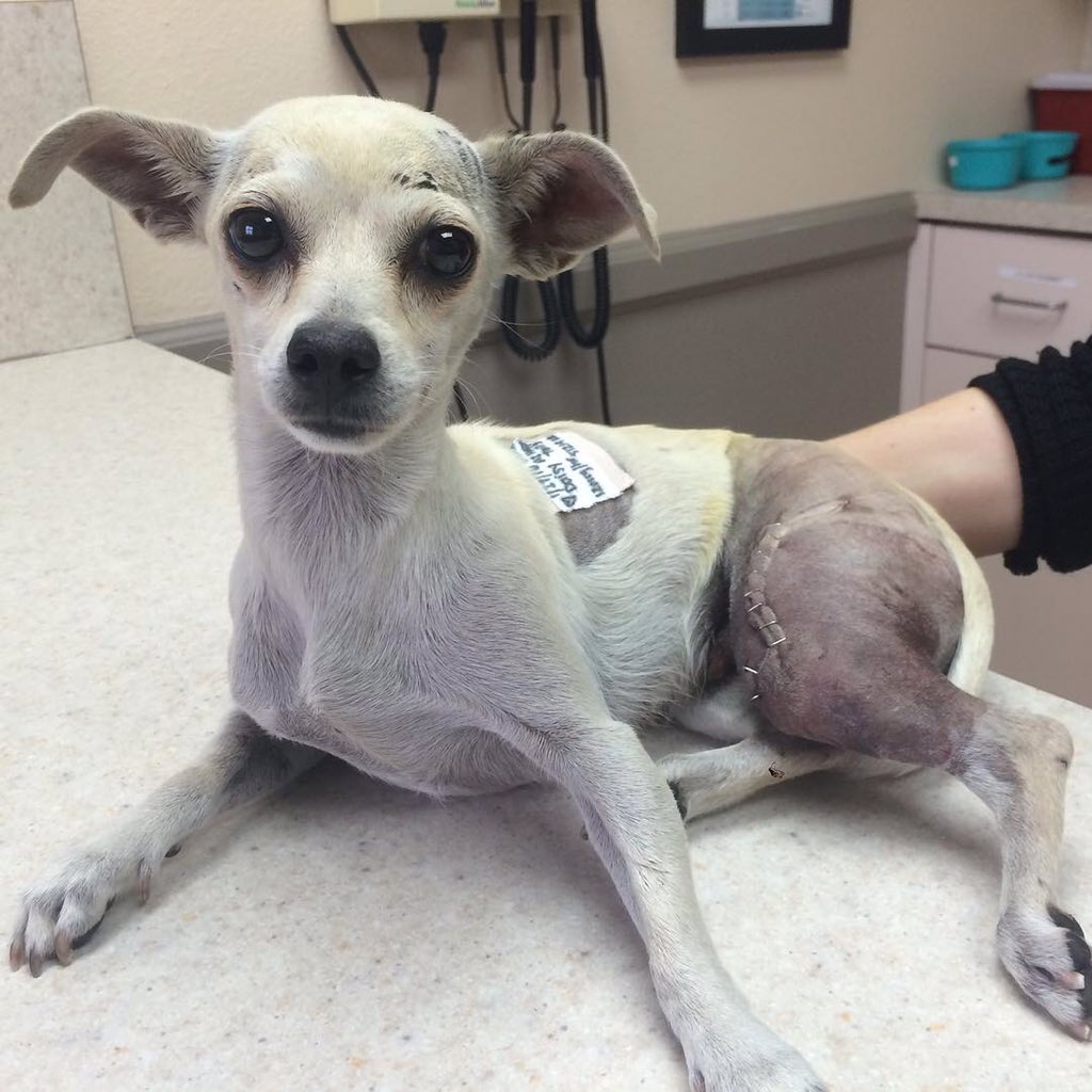 Daisy had a rough day. Someone hit her w their car &amp; took off. Thanks 4 good people stopping to rush her to ER.