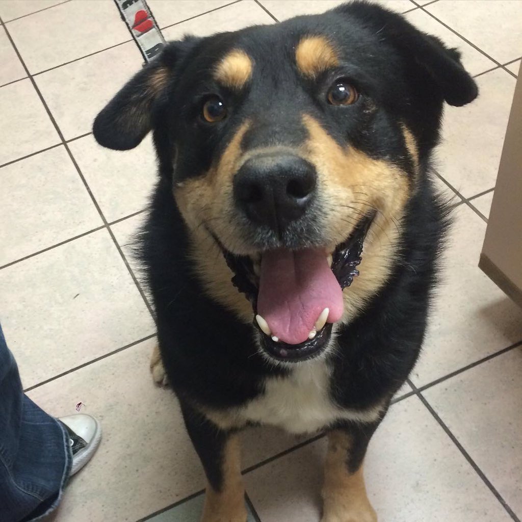 Does Jack look familiar? He SHOULD! We caught the daddy to all of our husky litters! #resdoglife 
Sweetest dog EVER
