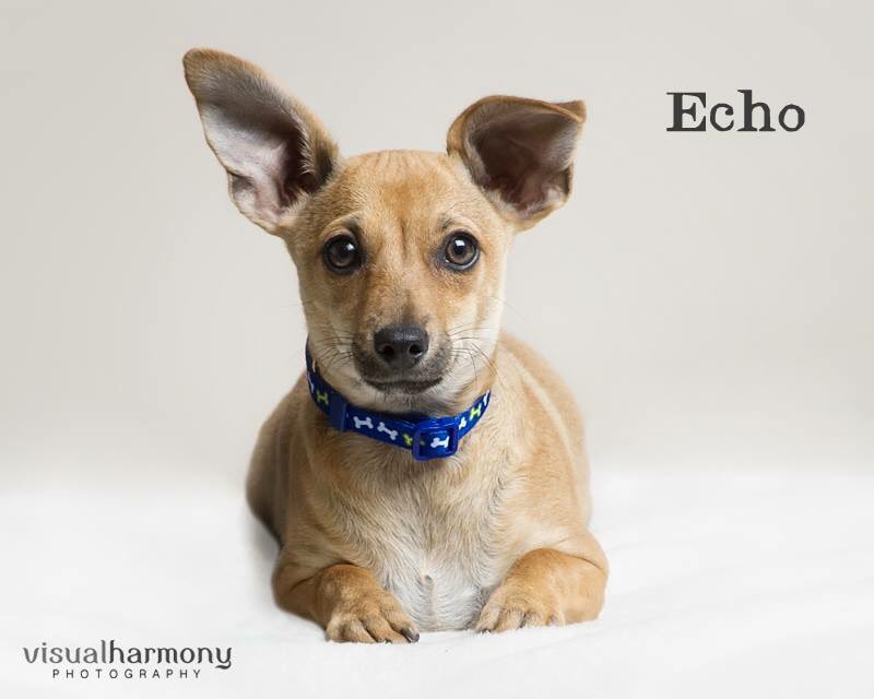 How, how is Echo still available?! He's just the best and hasn't been scooped up yet!! #adoptable #arizona