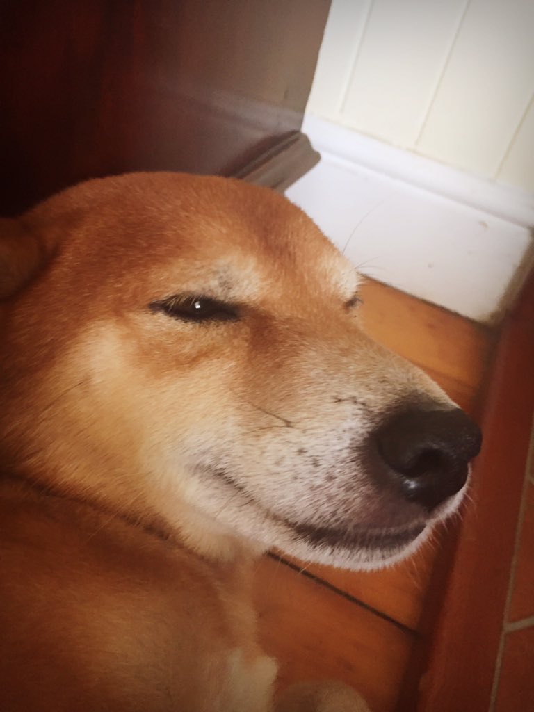 TheMavDog's tweet photo. It's the weekend!! #smiling #behappy #weekend #dog #shibainu #SmileMore https://t.co/WYkBM6cs63