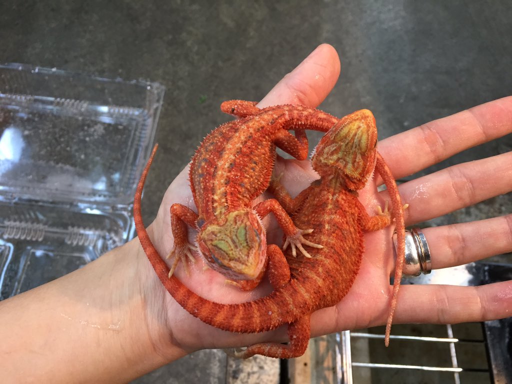 Embedded image permalink