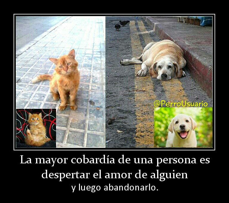 Recuerda que ellos también forman parte de nuestra familia… Y la familia no se abandona, y menos en estos momentos tan difíciles.