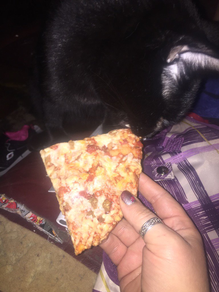 Gimpsters's tweet photo. Yay! Mom's not lookin! Steal her pizza! #snoozeyoulose https://t.co/fuXNFy1YKs