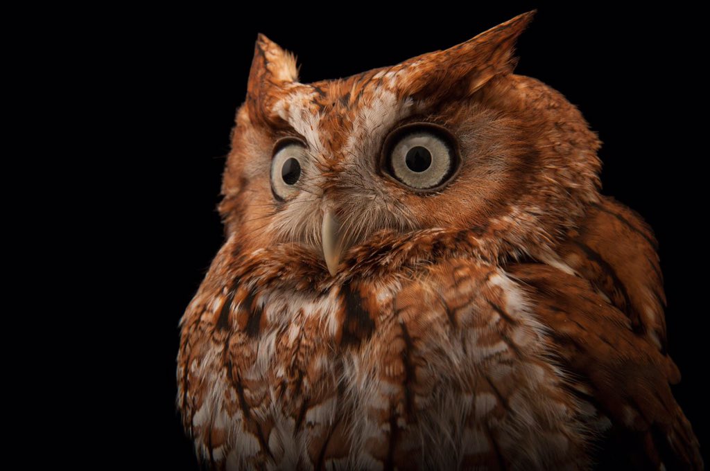 noahWG's tweet photo. Instead of obsessing about the Super Bowl, why not obsess about a SuperB owl? https://t.co/uQqa9MxNAA https://t.co/l0TTe3SaDN