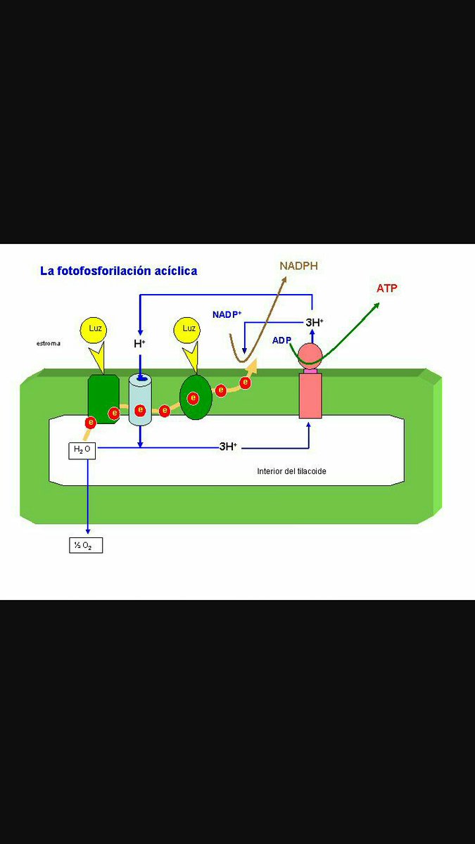 FloresVanessa22's tweet photo. #FisiologiaVegetal
#Fotosintesis!
#Aciclica!
@agorajavier https://t.co/fvQcOsD4Mm