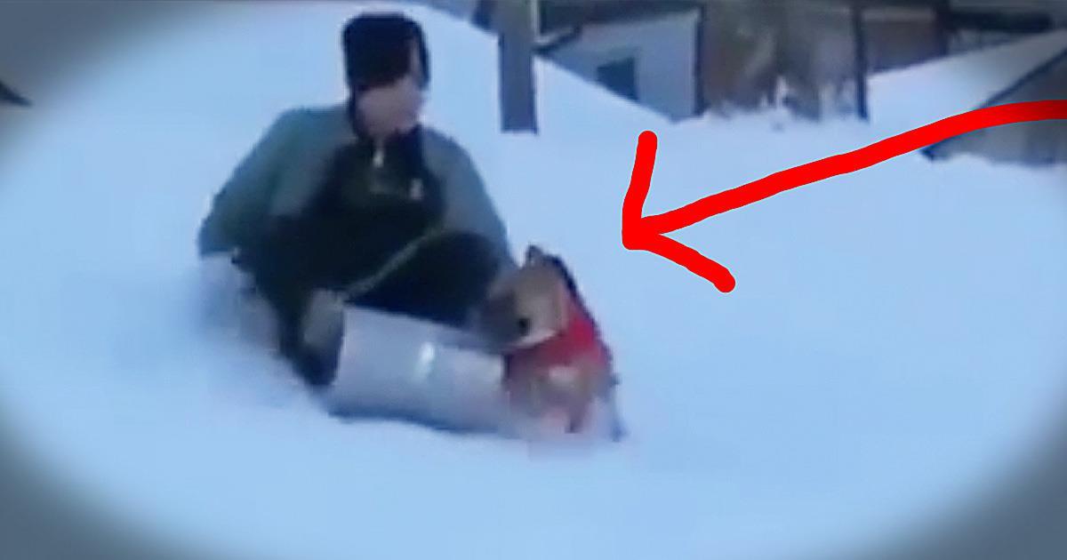 DailyGodtube's tweet image. Now this is 1 pup who loves the snow. LOL! 🐾  😄 buff.ly/1S4Z7Db #DogsOfWinter #SledStealer #Haha