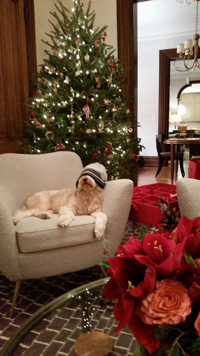 SteveCapus's tweet photo. The coolest dog ever... 
Looks like a Brooklyn hipster... but @SherlockCapus is 100% Hoboken https://t.co/5BgUv3KEWz
