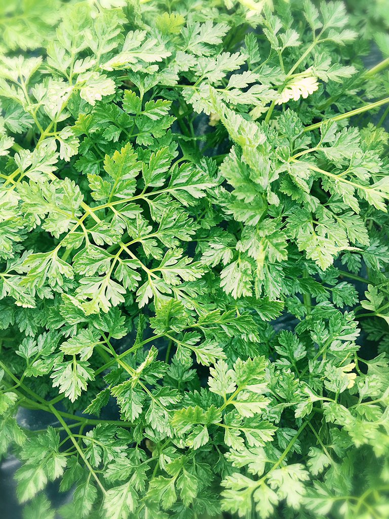 Kentaro Sakashita ハウスで栽培中のチャービル セルフィーユ です パセリの仲間ですが普通のパセリより柔らかで甘い芳香が特徴 食感も柔らかくクセがないので様々な料理 デザートに利用されます Peakfarmjp T Co Zz4dviauom