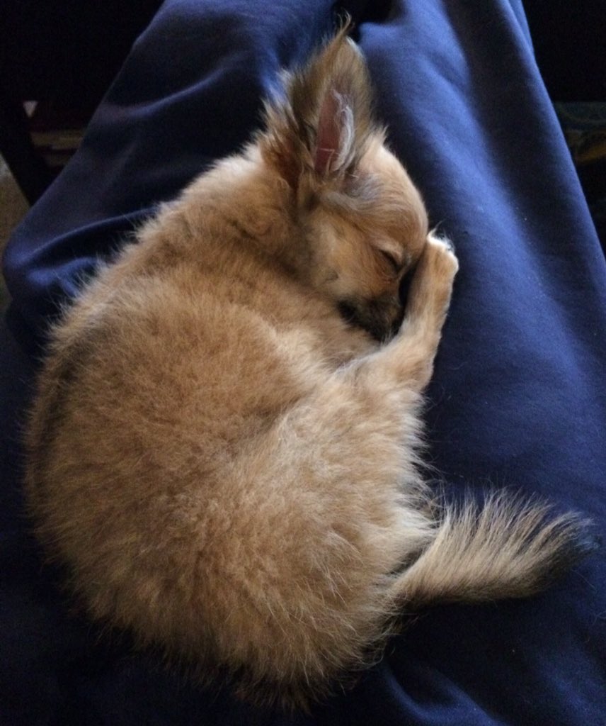AnathemaThePup's tweet photo. #FuzzyNugget 🐶 https://t.co/ZbJvcubapL