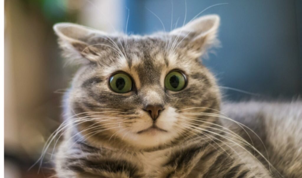 cjwerleman's tweet photo. The moment you found out about twitter's algorithm https://t.co/m7OXCv38Jh