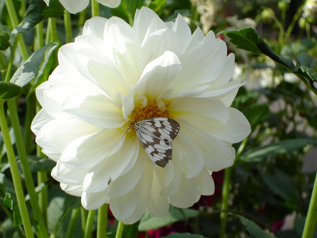 LovelyFIowers's tweet photo. Exotic Tropical Flowers White https://t.co/rbwVAIBEil