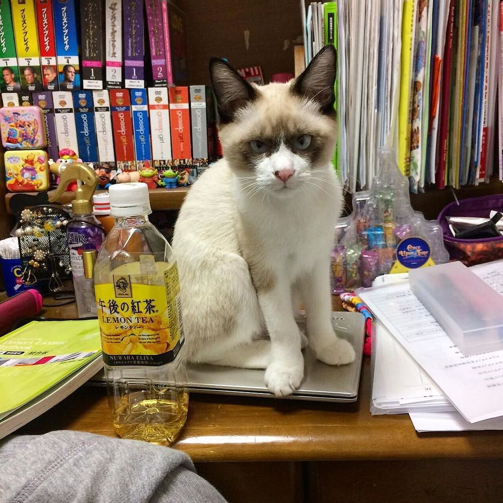 circlingsquare's tweet photo. .
この顔ほんとにブス😂www
しかもパソコン踏んでるしね😠w
#fukunosuke #cat #catstagram #catoftheday #catsofinstagram #福之助 #ふくにゃん #ブス by ss_81… https://t.co/8wv6DMOl5u