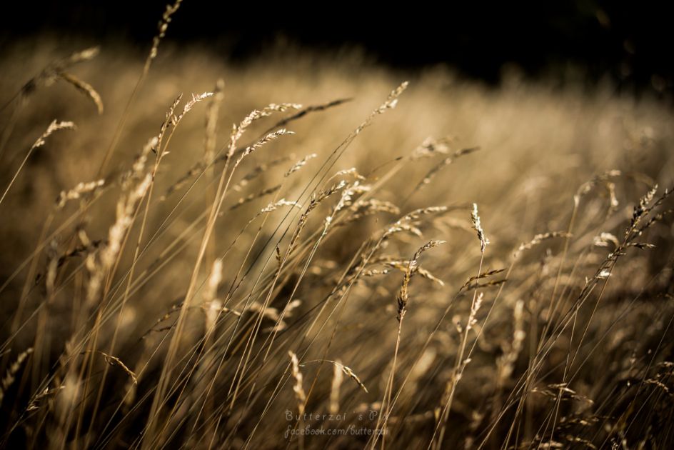 reviewdd's tweet photo. [CR][รีวิวลวกๆ]-- C h i a n g M a i --- 4 Day , 2 Lens <FE 28 , Zeiss 55 f1.8>, 1 Camera... https://t.co/dP27HU6rVl https://t.co/hRFNs37mEU