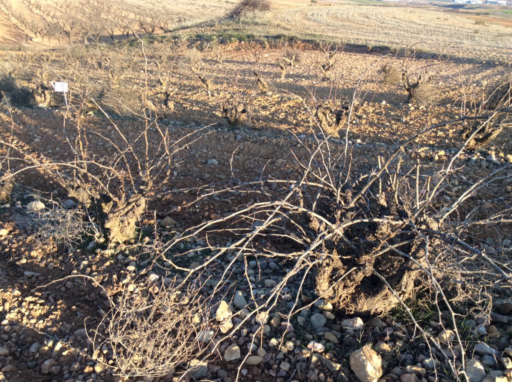 spanish_wl's tweet photo. Viñas viejas de #Garnacha en Valdejalón #Aragón @thegaragewineco https://t.co/QQnAyk8ShV