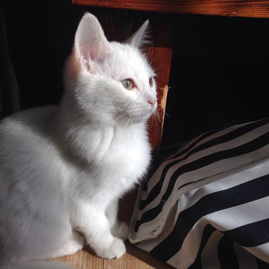 しろいねこ しろいねこ