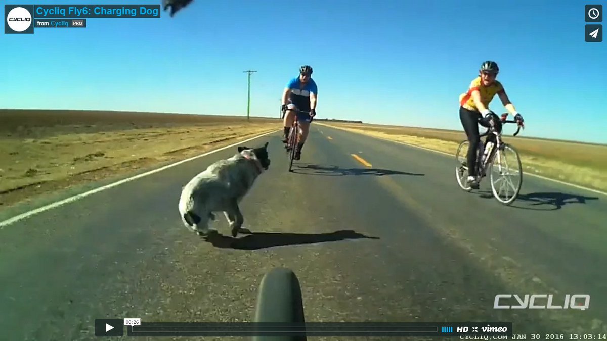 Cycliq's tweet photo. At full speed, this dog came out of nowhere. #Fly6 #dogencounters #ridesafe https://t.co/0RFogw6Y22 https://t.co/wTxkr4zGHd