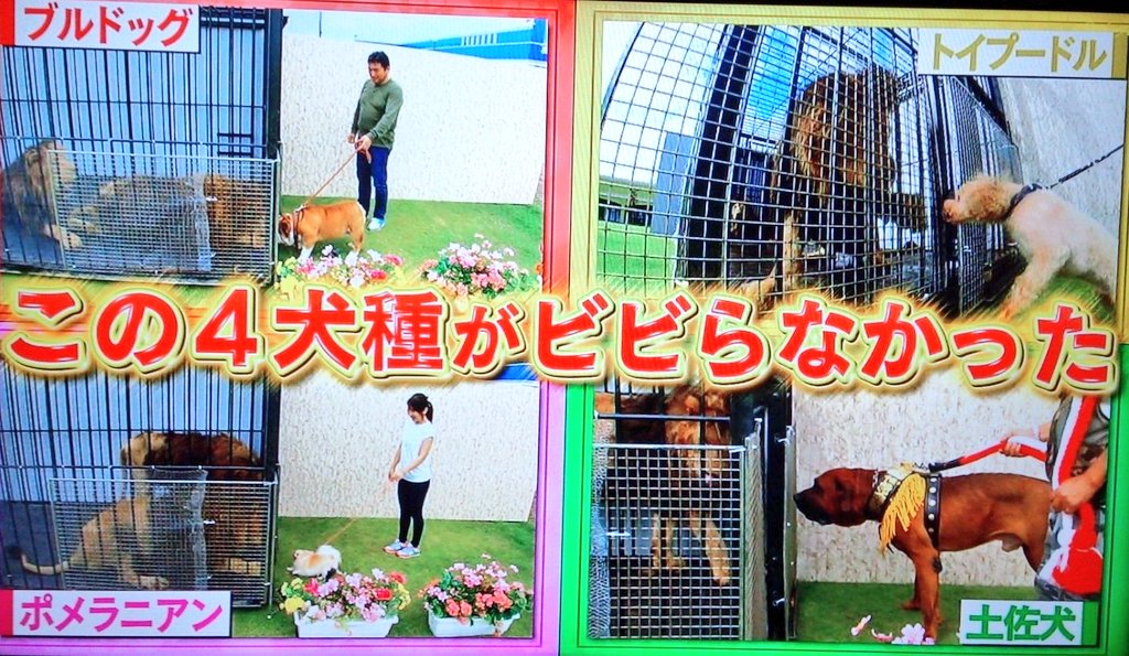ライス22 ライオンにビビらない犬種 トイプードルとポメラニアンwww おーい ひろいき村 T Co 7hrkmbkvh7 Twitter