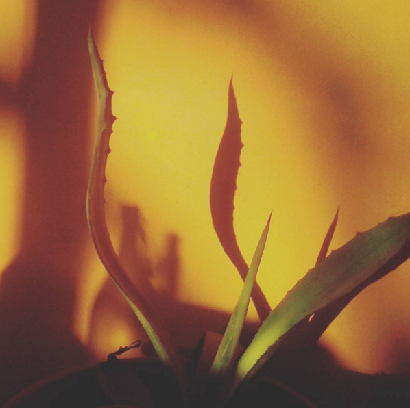 Vitaimpatto1's tweet photo. L'#Aloe e le sue proprietà @emporioeco #AloeArborescens #PianteOfficinali #RimediNaturali https://t.co/6lHWAFyrgB https://t.co/PLhNEJCBTw