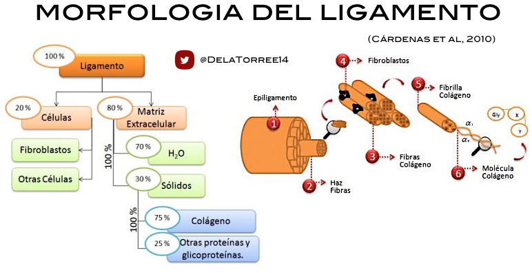 Estructura