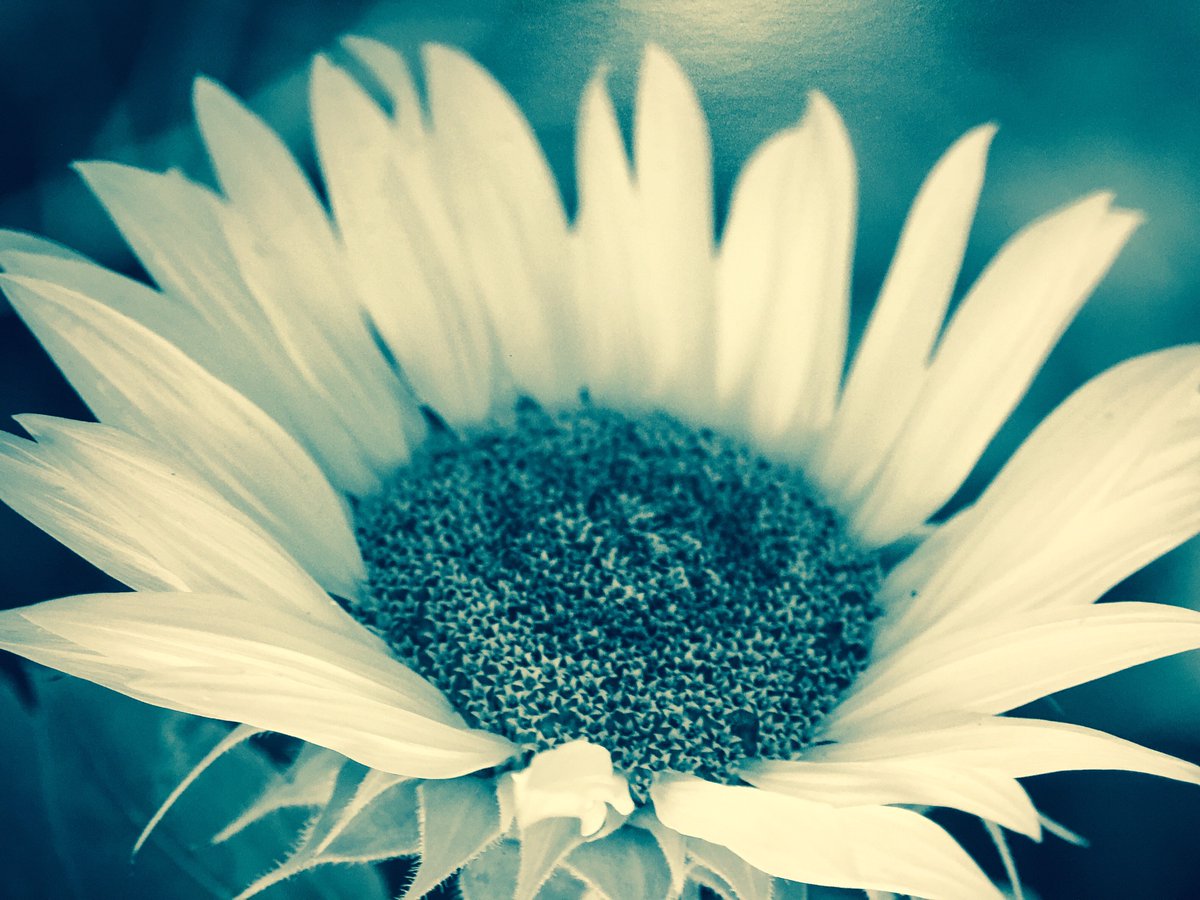 CPR_TerreHaute's tweet photo. Healthy relationships take time to Bloom. #cprth #dontrush https://t.co/sRDLOMNg1P