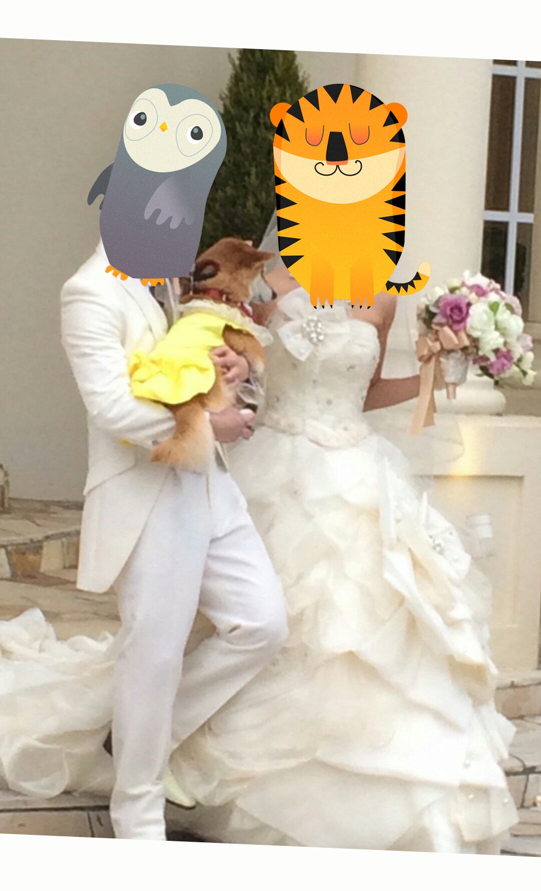 Lady ナポ リングドッグ お疲れ様 幸音ちゃん 結婚式 柴犬 リングドッグ Shiba Wedding Ringdog T Co Zingm3bdfv