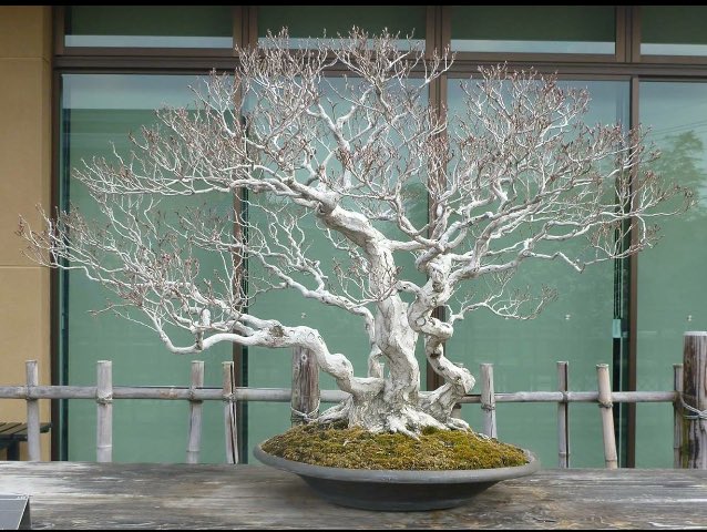 DavidCNurseries's tweet photo. Few pics from Omiya bonsai art museum #Thisledome #bonsai https://t.co/uwaBjUBrcK