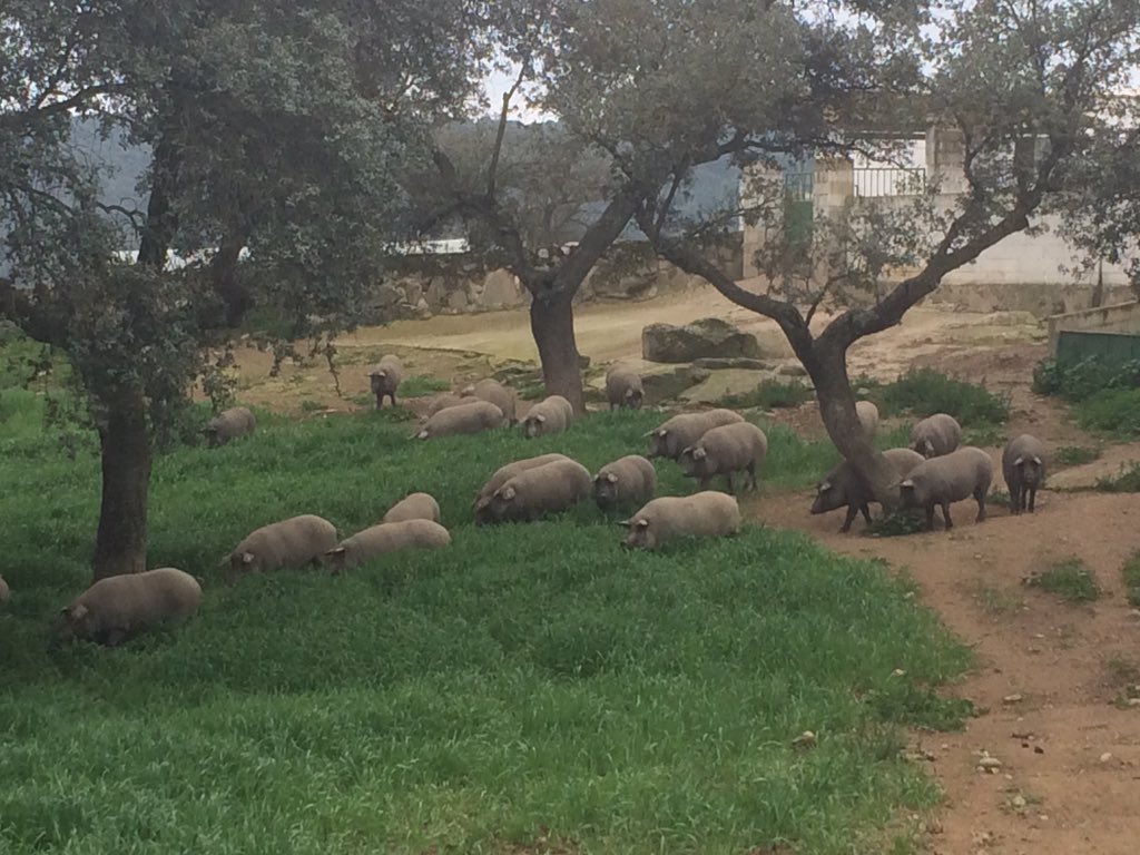 rgtigastro's tweet photo. En la dehesa de Juan Fernández @Covap @IbericosCOVAP @jamonibericoweb https://t.co/P6Fp0DqvPy
