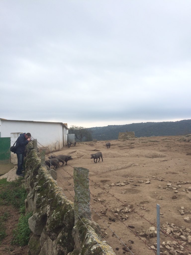 rgtigastro's tweet photo. El ibérico 100% Del valle de los Pedroches @turismocba @Covap @IbericosCOVAP https://t.co/639YWK0hzs