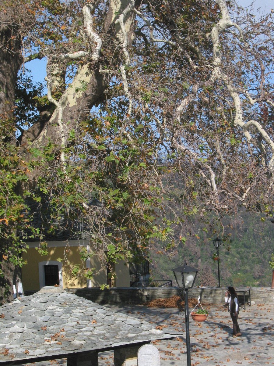 GotoPelion's tweet photo. #Pelion  #Kalamaki https://t.co/sz2FOlqnC9 #Greece https://t.co/9yCQUhazpA