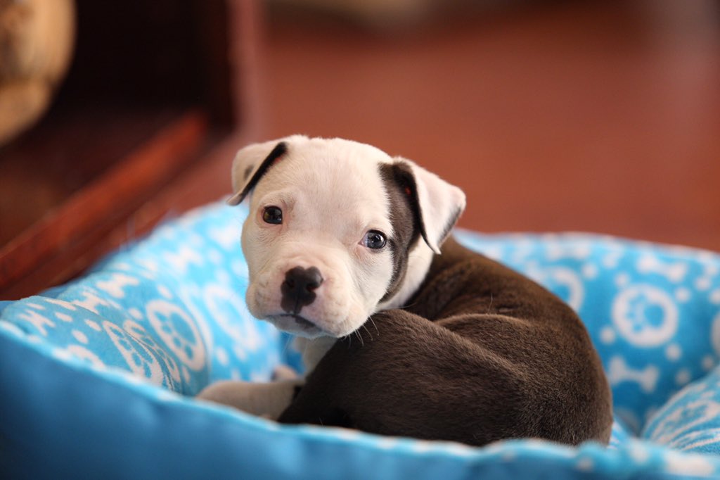 This little one was an owner surrender but is now safe with us ❤️ He'll be ready for adoption in 2-3 weeks