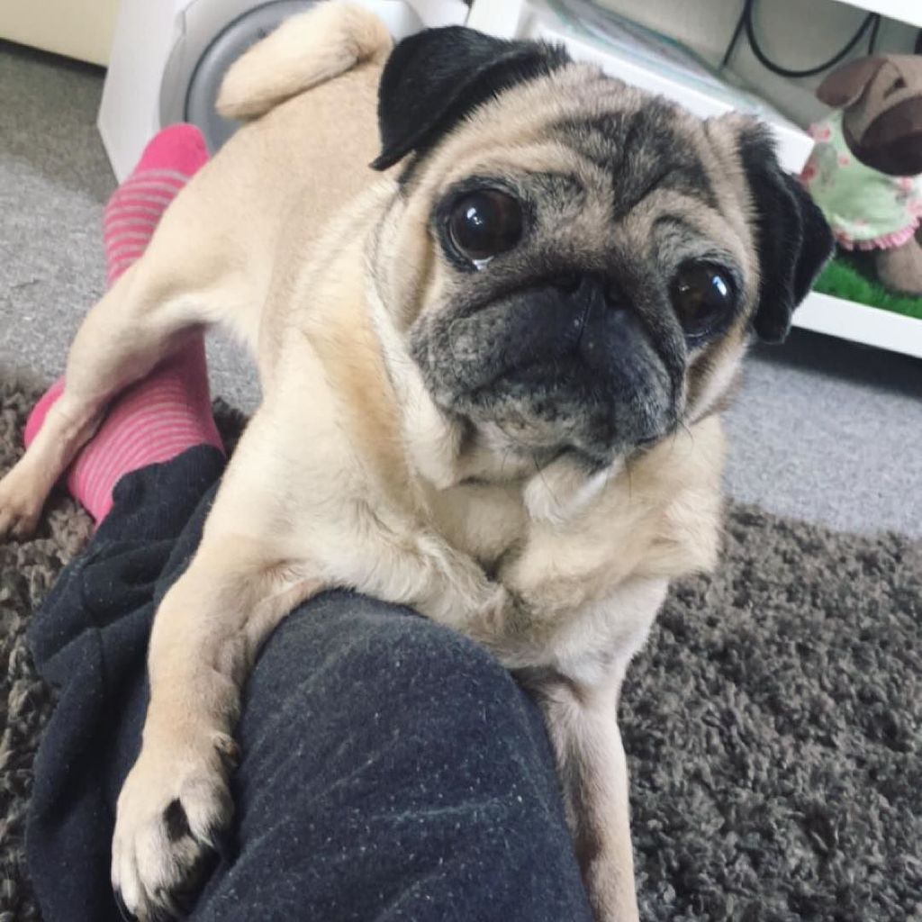Puglee_Pug's tweet photo. Los jetzt! Spiel mit mir 🐶 💕 Folgt ihr @miamopsi schon? #pug #Pugs #pugsofinstagram #miamops #mops #mopsofinstagram… https://t.co/bT30Z1XXLz