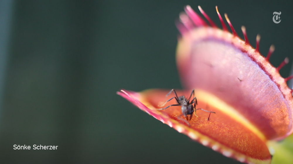 NYTScience's tweet photo. Venus flytraps can count. This is the first time counting has been demonstrated in a plant. https://t.co/WjZBP85vTd https://t.co/azsRJdmulQ