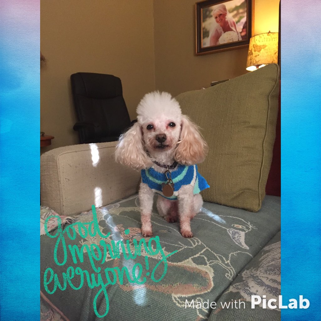 CourtneyAnnBol1's tweet photo. Good Morning & Happy Saturday!!! #lifeofMax #toypoodle🐩 #hehasmyheart💗 #piclabapp #satmornphotoshoot📸 🐾😘🐾😘 https://t.co/yFDINQq8PA