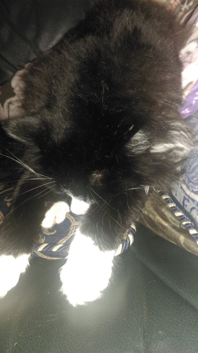 PizzleRizzle's tweet photo. Lazy Saturday sleeping #pizzlerizzle https://t.co/0j98urpZJp