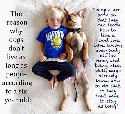 Fidos Gourmet Treat (@fidostreats) on Twitter photo 