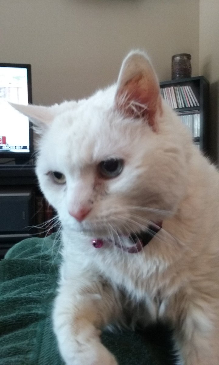 lorenzabraham12's tweet image. Garfuncle&apos;s is feeling active this morning, a rare sight!