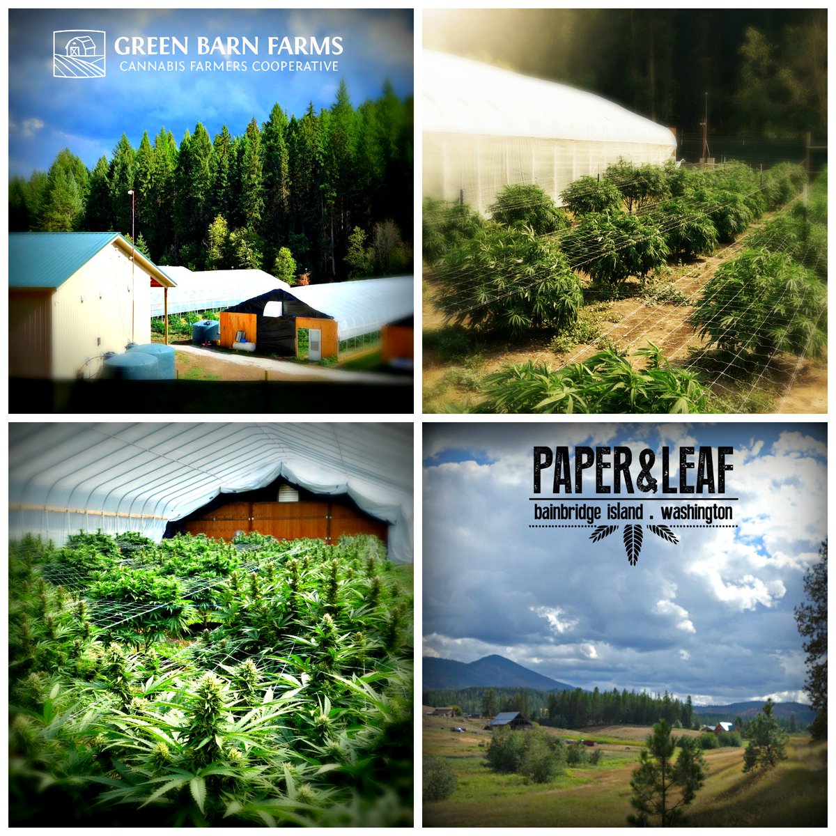 GreenBarnFarms's tweet image. First USDA organic designation for industrial hemp in CO. Its a start.
kunc.org/post/organic-c…