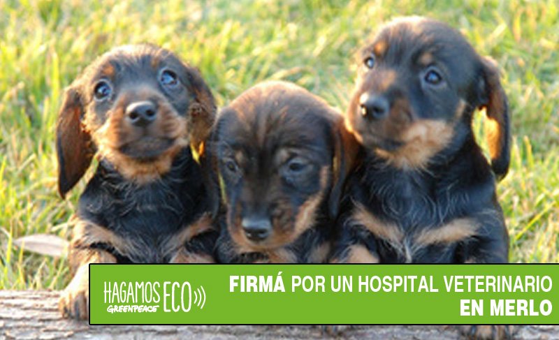greenpeacemdq's tweet photo. COMPARTÍ, FIRM�� y AYUDÁ a los vecinos de Merlo a conseguir un hospital veterinario gratuito https://t.co/OnYzsg0aDE https://t.co/iuGqGjYTxy