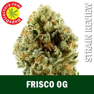 dopedirectory's tweet photo. New Strain Review: Frisco OG https://t.co/IA8KcKMy1A @BotanaCare21 #marijuana #strain #FriscoOg #coloradodispensary https://t.co/ATeQu1yk34