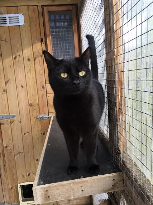 RSPCASutton's tweet image. Want to adopt or foster gorgeous 2 year old Vincent? Email us! rehoming@rspca-surreysuttonanddistrict.org.uk