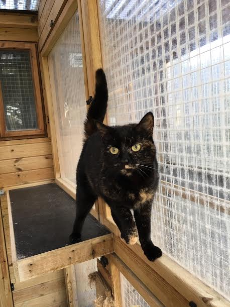 RSPCASutton's tweet image. Kitty is also looking for a home! If you want to adopt her pls email rehoming@rspca-surreysuttonanddistrict.org.uk