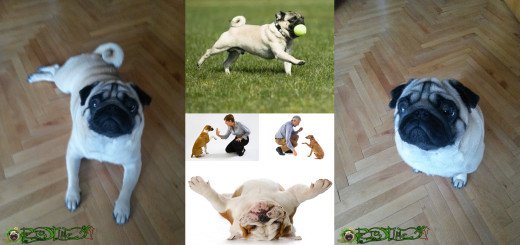Pets_Time's tweet image. petstimedj.com/training-your-…
@CassityCaire @RupertB53 @wjmc51 @PETropolitanBR @KiyaBancroft @the_pooch_place