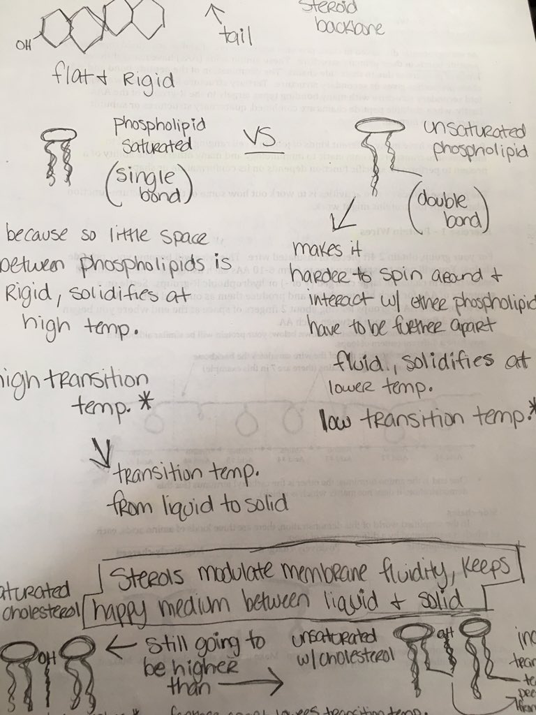 brianapontious's tweet photo. Studying over saturated and unsaturated phospholipids for the test! @UNKBiol106 #TwiggWeek4 https://t.co/XXafzJFlwA