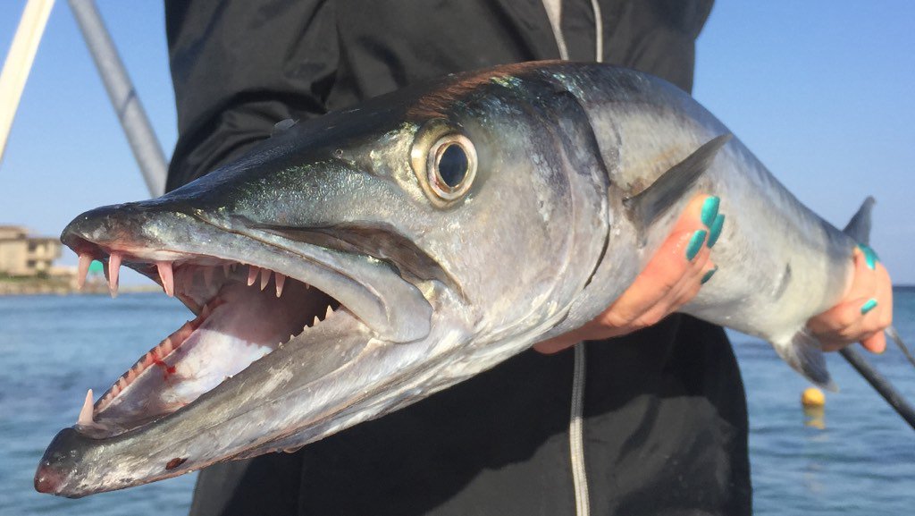 WildWingOutdrs's tweet photo. Sweet Barracuda we landed in Mexico a couple weeks back! @RealSaltLife #SaltLife #RivieraMaya https://t.co/p0Qey6Tf34