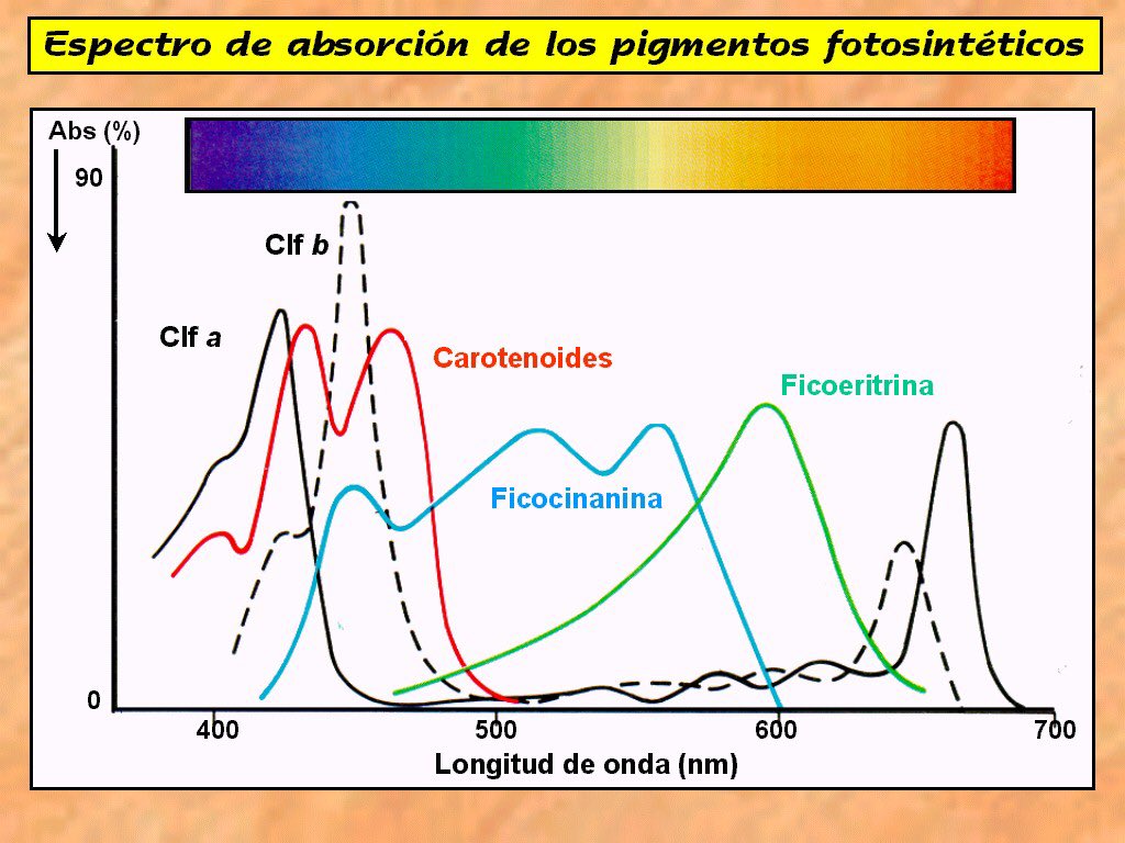 NoeBernaldo's tweet photo. Pigmentos y longitudes de onda 
@agorajavier https://t.co/0v6nHRTtAC