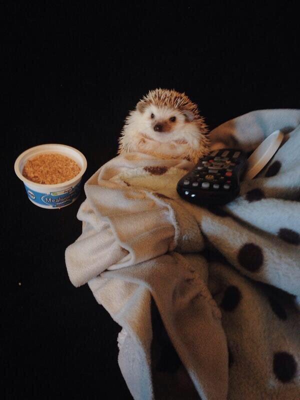 taylorndean's tweet photo. My happy hog Nala passed away a year ago today from cancer. Her pics are still creating smiles though :)) rip baby https://t.co/l1K8exkS15