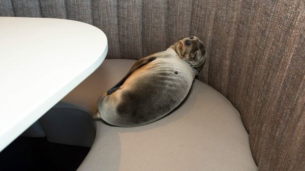 VICE's tweet photo. A starving baby sea lion dragged itself to a San Diego restaurant booth https://t.co/A43EKJej6n https://t.co/msnoyluKpN