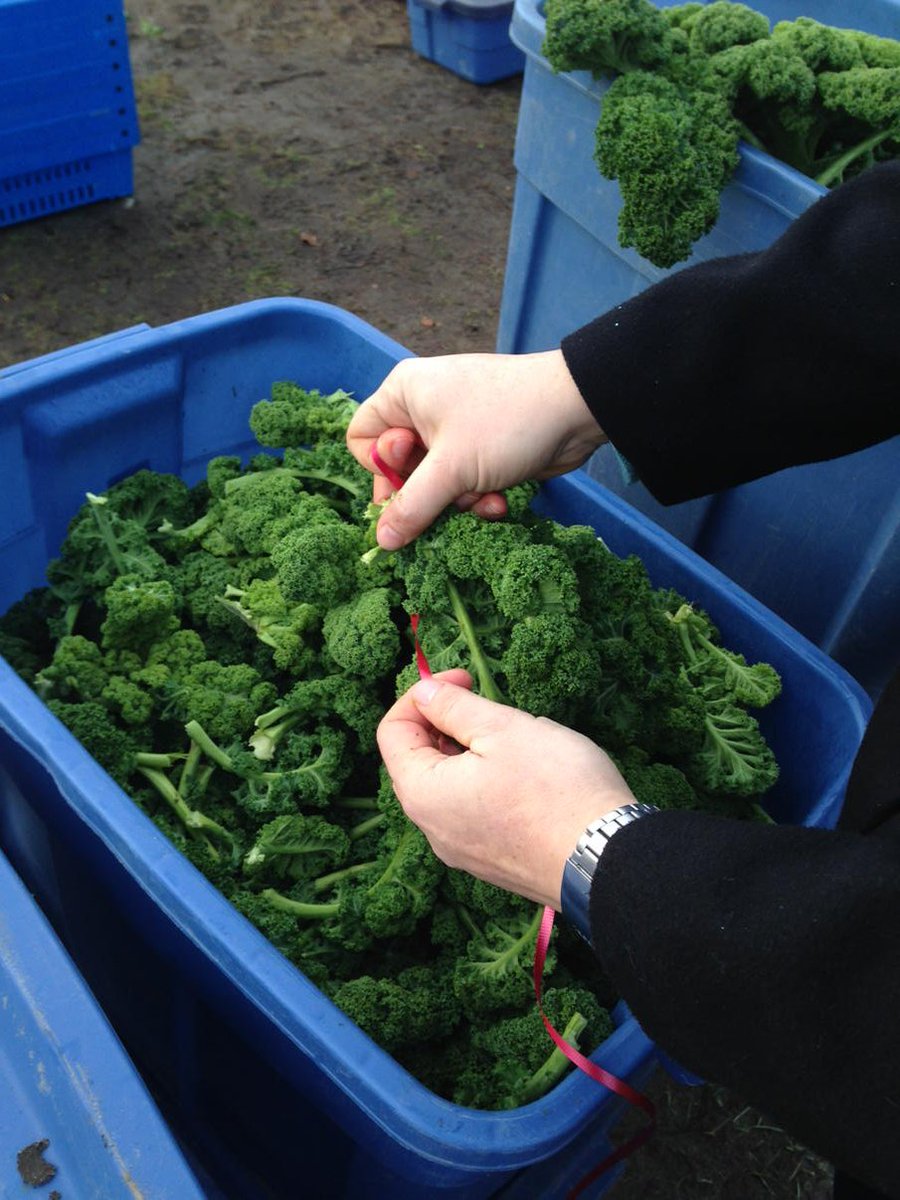 laura_e_smit's tweet photo. Bundling @CrispOrganics #luckylettuce for the #CNY parade! #natbaileywfm 10:15ish don't miss! https://t.co/tPzS58D5yd