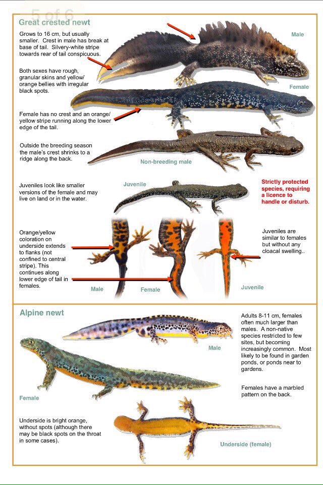 Team4Nature's tweet image. Please RT so that more tweeps can identify &amp;amp; record UK #Newts! recordpool.org.uk #HWM2016 #Team4Nature :)
