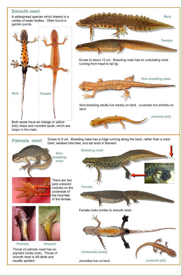 Team4Nature's tweet image. Please RT so that more tweeps can identify &amp;amp; record UK #Newts! recordpool.org.uk #HWM2016 #Team4Nature :)